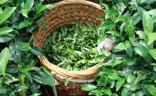 漯河茶叶及茶制品检测,茶叶及茶制品检测费用,茶叶及茶制品检测机构,茶叶及茶制品检测项目